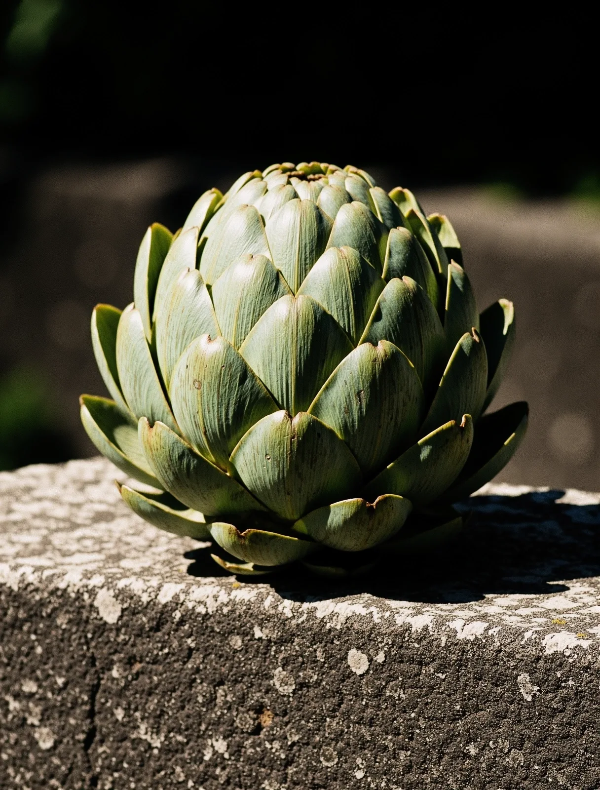 Detalle botánico de alcachofa